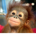 monke time!