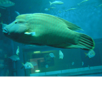 お魚グループ～