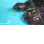 [STT] SAVE THE TURTLES