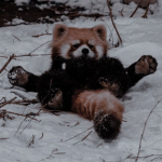 Red Pandas （︶︿︶）