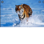 Tiger baby