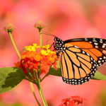 Butterfly_xxx