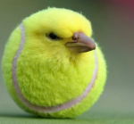 The yeyeye