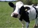 Mooo