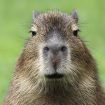 Capybara_ Games