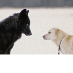 Wolfie and doggo Pack
