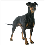 manchesterdog