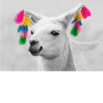Llama and only Llama club