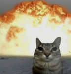 Chill Cat's