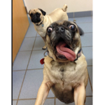Pugs are going crazy