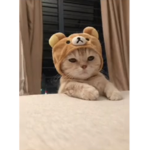 Biggg catss
