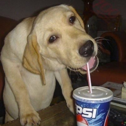 Dog drinking soda! Roblox decal