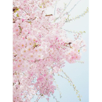 pink blossoms <3