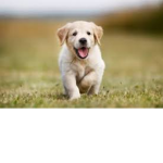 This is a dog.