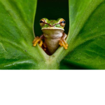frogs unit.