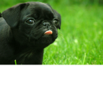 Pug gaming RP