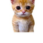 Rip el gato