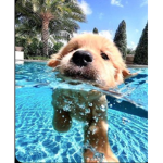 Pup cups<3