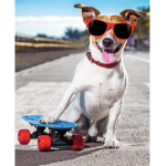 Cool dogs don’t die