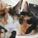 If you love cats, please join!