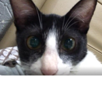 For cat persons
