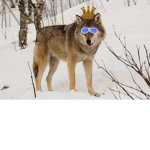 the FURRY Life