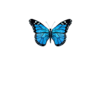 Butterflies are fun