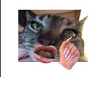 Kitty club love