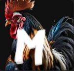 The chimken nation