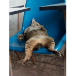 I heart cats:)