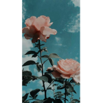 Roses Candy