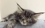 Katzen ganng