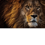 lion loving group