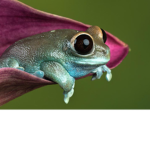 Magical Frog Empire