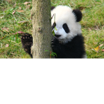 I like Panda's