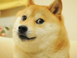 Doge legacy!!!!