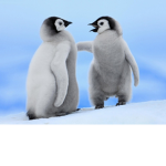 A group for penguin fans