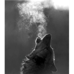 Magical wolves