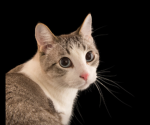 cat_ Group !