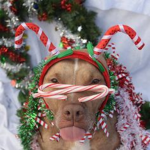 Peppermint Pitbull Gang