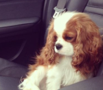 princess''