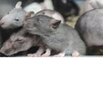 Swaggy Rat Group