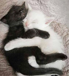black cats <3 !