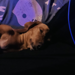 Puppy’s is the best
