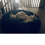 Dog universal love