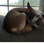 Peaches the Chihuahua