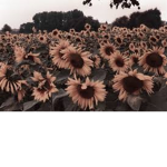 *sunflower's friends*