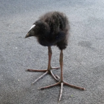 Pukeko Gang