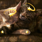 starziez’ community !