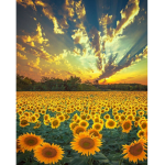~The Aesthetic Sunflowers!~